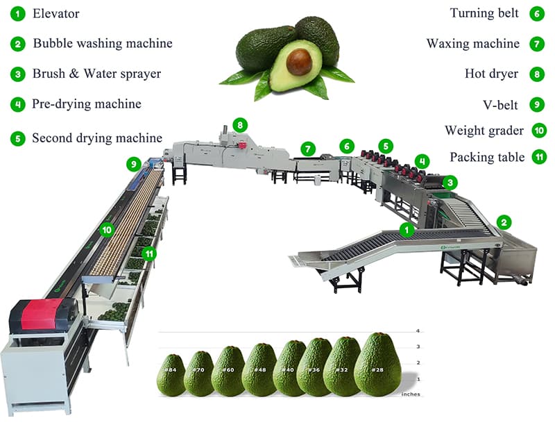 images/1741945034065avocado sorting processing machine.jpg